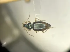 Bembidion postremum thumbnail 1