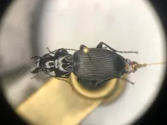 Pterostichus lachrymosus thumbnail 1