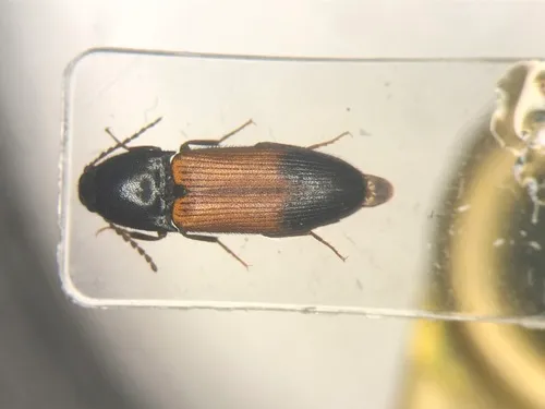 Quebec Click Beetle