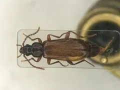 Pytho americanus thumbnail 4