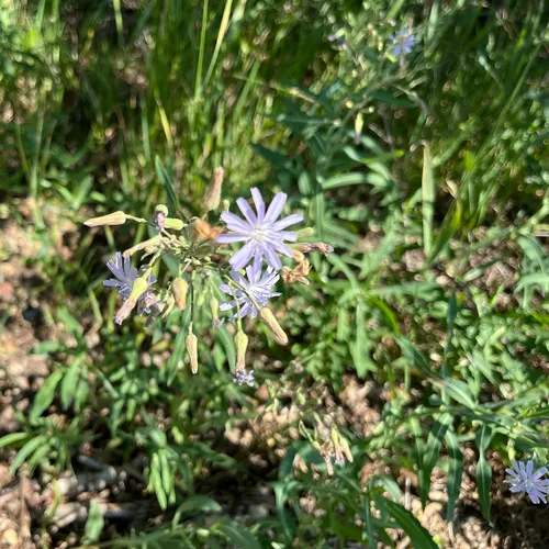common blue lettuce