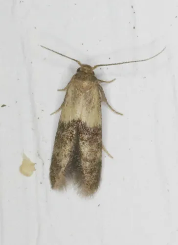 Pigritia laticapitella