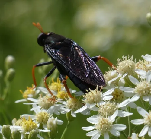 Golden-legged Mydas Fly