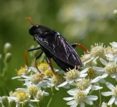 Golden-legged Mydas Fly thumbnail 1