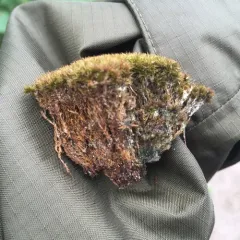 Redshank thumbnail 4