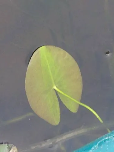 small yellow pond-lily