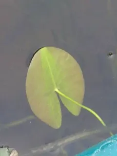 small yellow pond-lily thumbnail 1