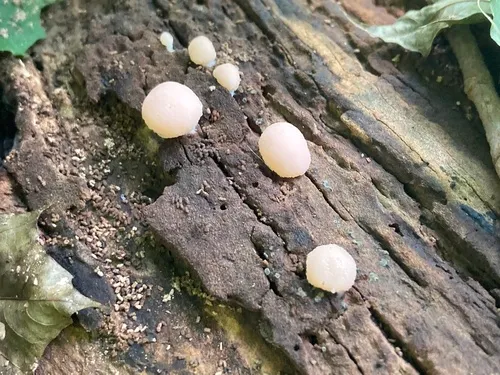 Tubifera microsperma