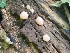 Tubifera microsperma thumbnail 1