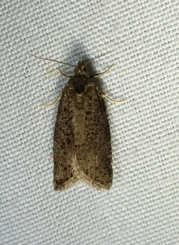 Flax Tortrix