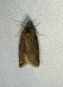 Flax Tortrix thumbnail 1