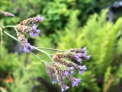Brazilian Vervain thumbnail 2