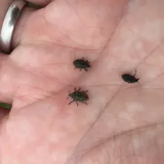 Blunt Knapweed Flower Weevil thumbnail 2