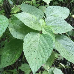 wood nettle thumbnail 1