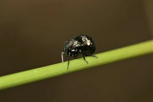Bruchomorpha tristis