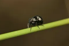 Bruchomorpha tristis thumbnail 1