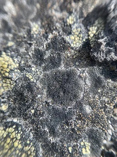 Copper Patch Lichen