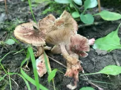 Inosperma vinaceobrunneum thumbnail 1