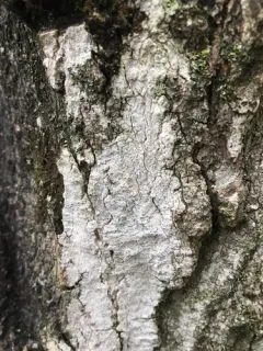 Julella fallaciosa thumbnail 3