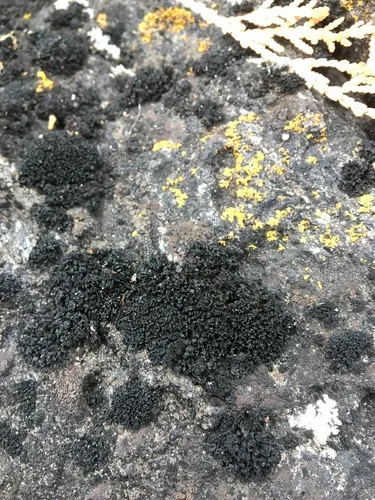 Black Rock Licorice Lichen