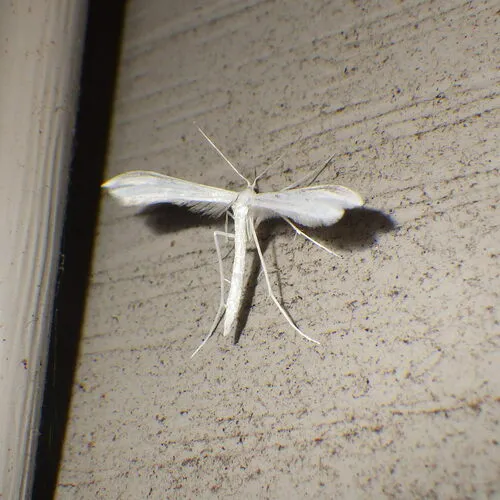 Plain Plume Moth