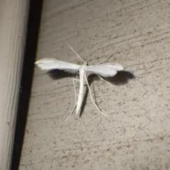 Plain Plume Moth thumbnail 1