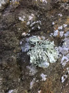 Ramalina labiosorediata thumbnail 1