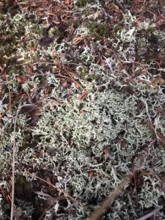 Prostrate Thorn Cladonia thumbnail 3
