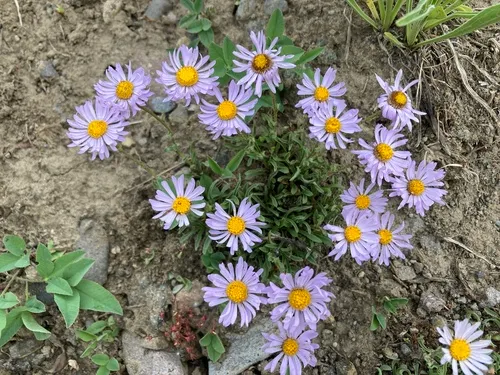 Rockslide Fleabane
