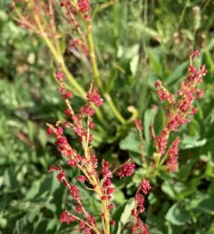alpine sheep sorrel thumbnail 4
