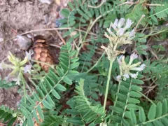 Tibet Milkvetch thumbnail 2