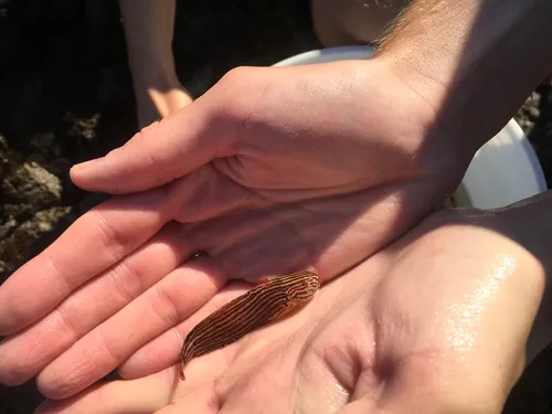 Marbled Snailfish