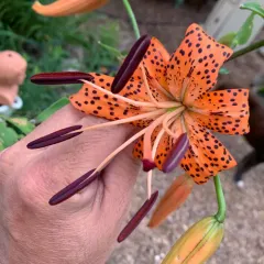 tiger lily thumbnail 3