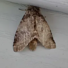 Variable Oakleaf Caterpillar Moth thumbnail 3