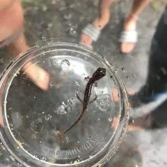 Northern Slimy Salamander thumbnail 3