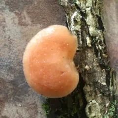 Wrinkled Peach thumbnail 2