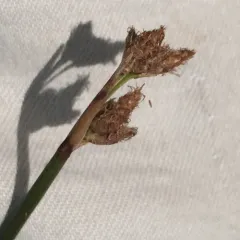 hardstem bulrush thumbnail 2