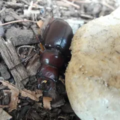 Reddish-brown Stag Beetle thumbnail 2