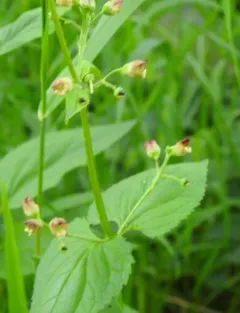 Common Figwort thumbnail 2