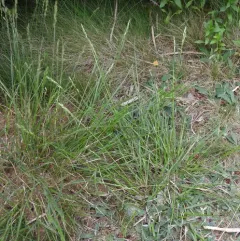 mountain heath grass thumbnail 4