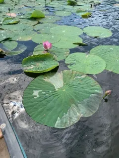 Sacred Lotus thumbnail 4
