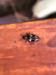 Four-spotted Fungus Beetle thumbnail 3