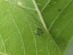 Stenochironomus cinctus thumbnail 3