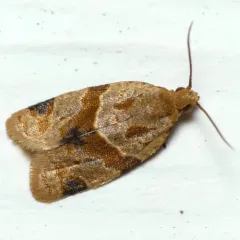 Garden Tortrix thumbnail 3