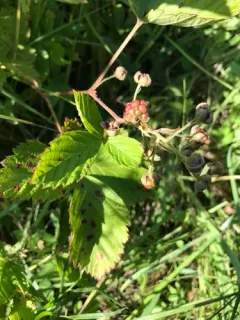 New England blackberry thumbnail 2