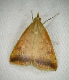 Pyrausta fodinalis thumbnail 4