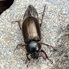 Platyceroides aeneus thumbnail 4