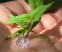 Broad-leaved Willowherb thumbnail 4