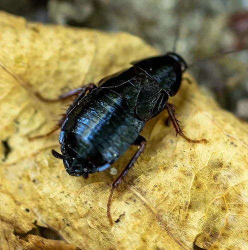 Uhler's Wood Cockroach