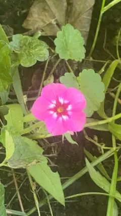 Drummond's phlox thumbnail 3